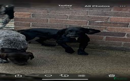 Cockapoo dogs for sale: Sad sale of 2 x 6 month old brothers 💙  - Image 4