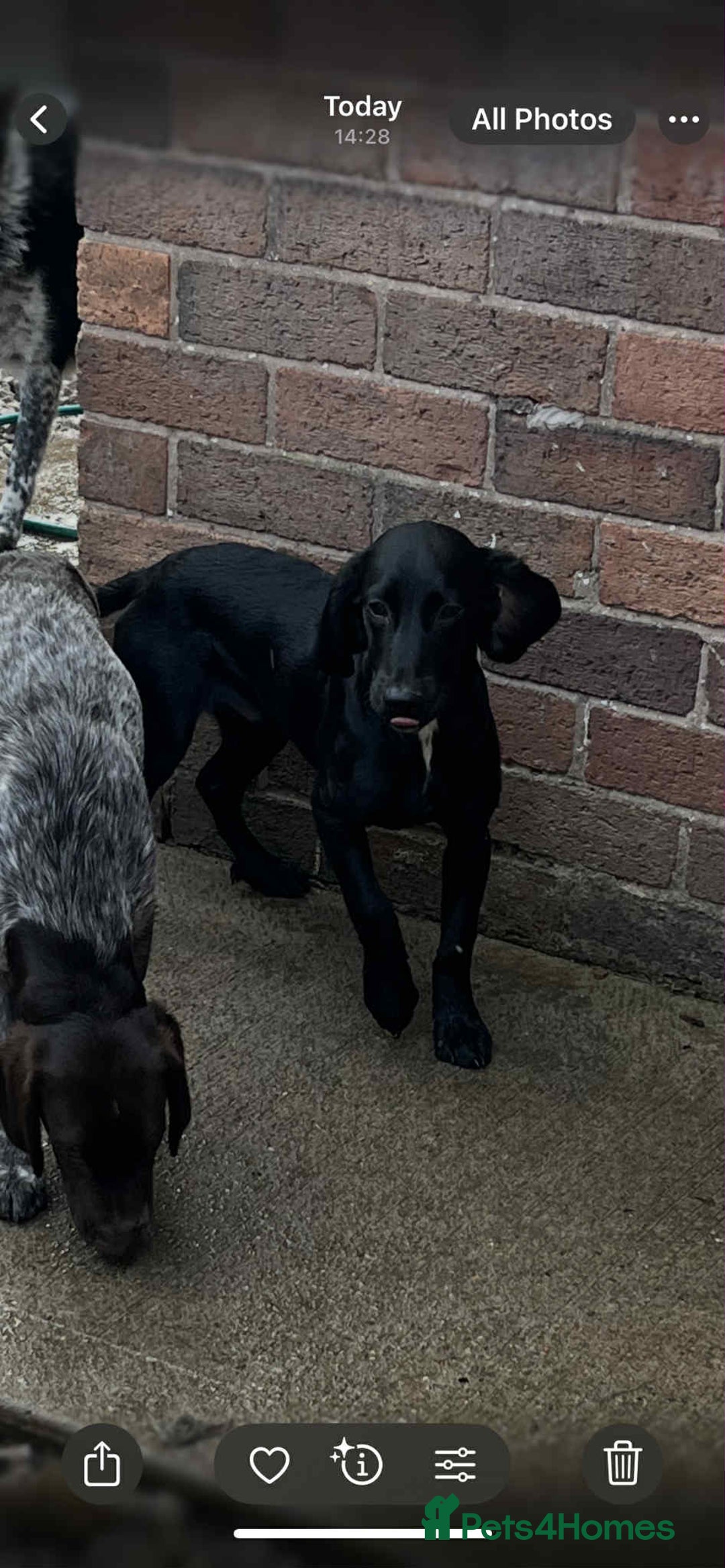 Cockapoo dogs for sale: Sad sale of 2 x 6 month old brothers 💙  - Image 4