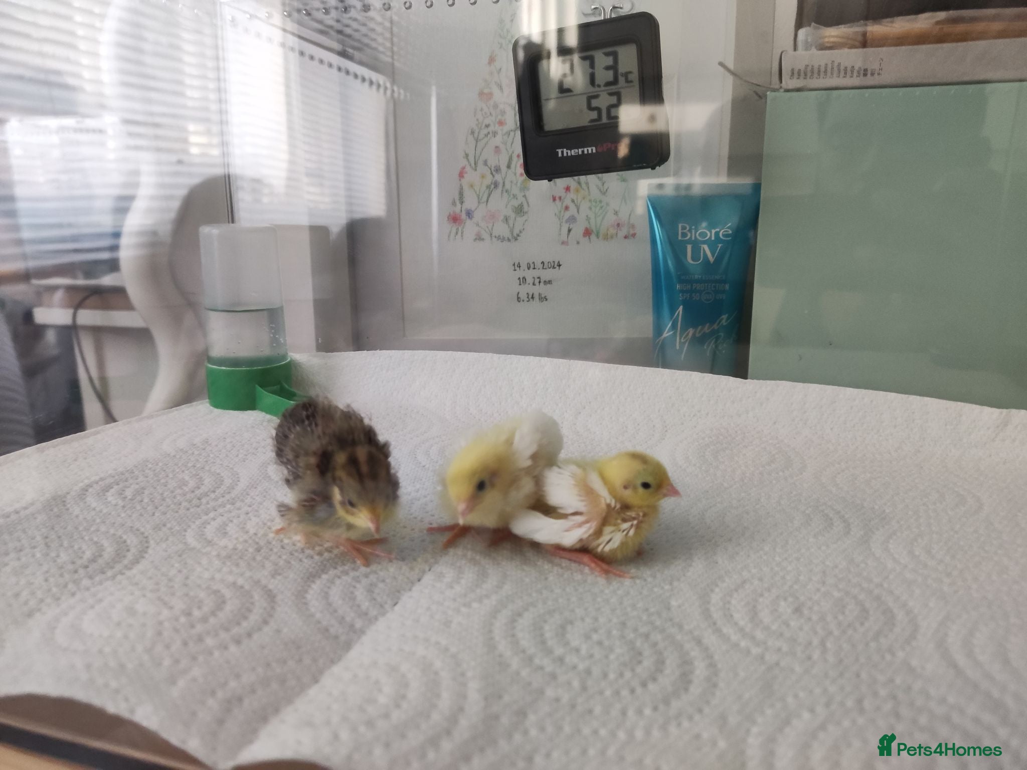 Mixed Breed birds Button Quail Chicks  - Advert 1