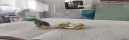 Mixed Breed birds for sale: Button Quail Chicks  - Advert 1
