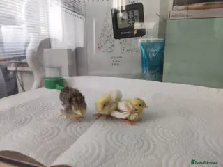 Mixed Breed birds Button Quail Chicks - Advert 3