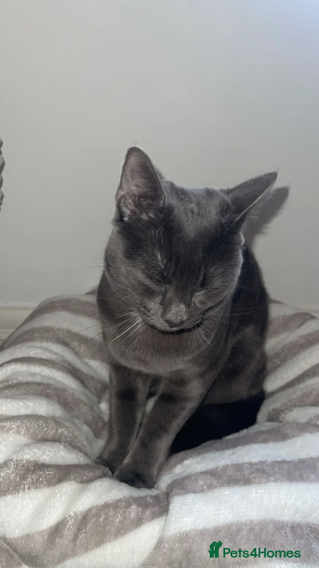 Chartreux cats for sale: GREY CHARTREUX CAT  in Ruislip - Advert 5