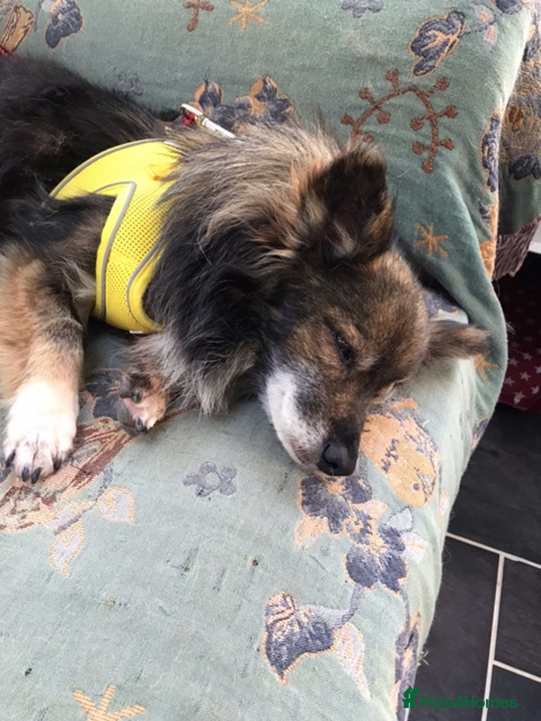 Mixed Breed dogs for adoption: Perfect Companion - Image 4