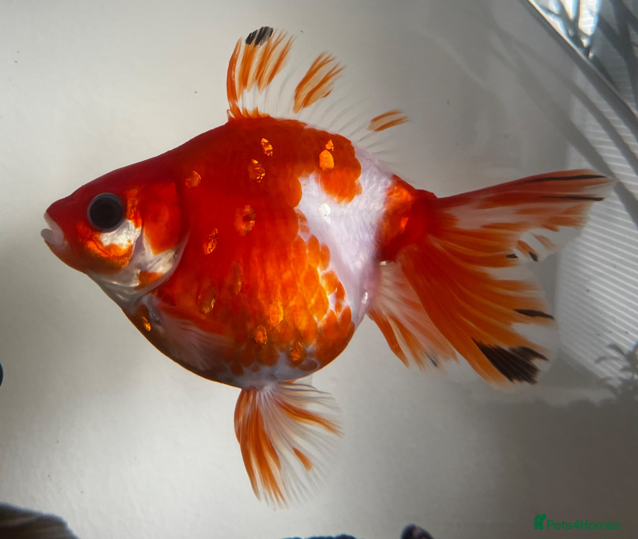 Goldfish fish Goldfish - Advert 3