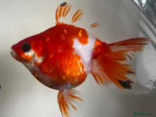 Goldfish fish Goldfish - Advert 6