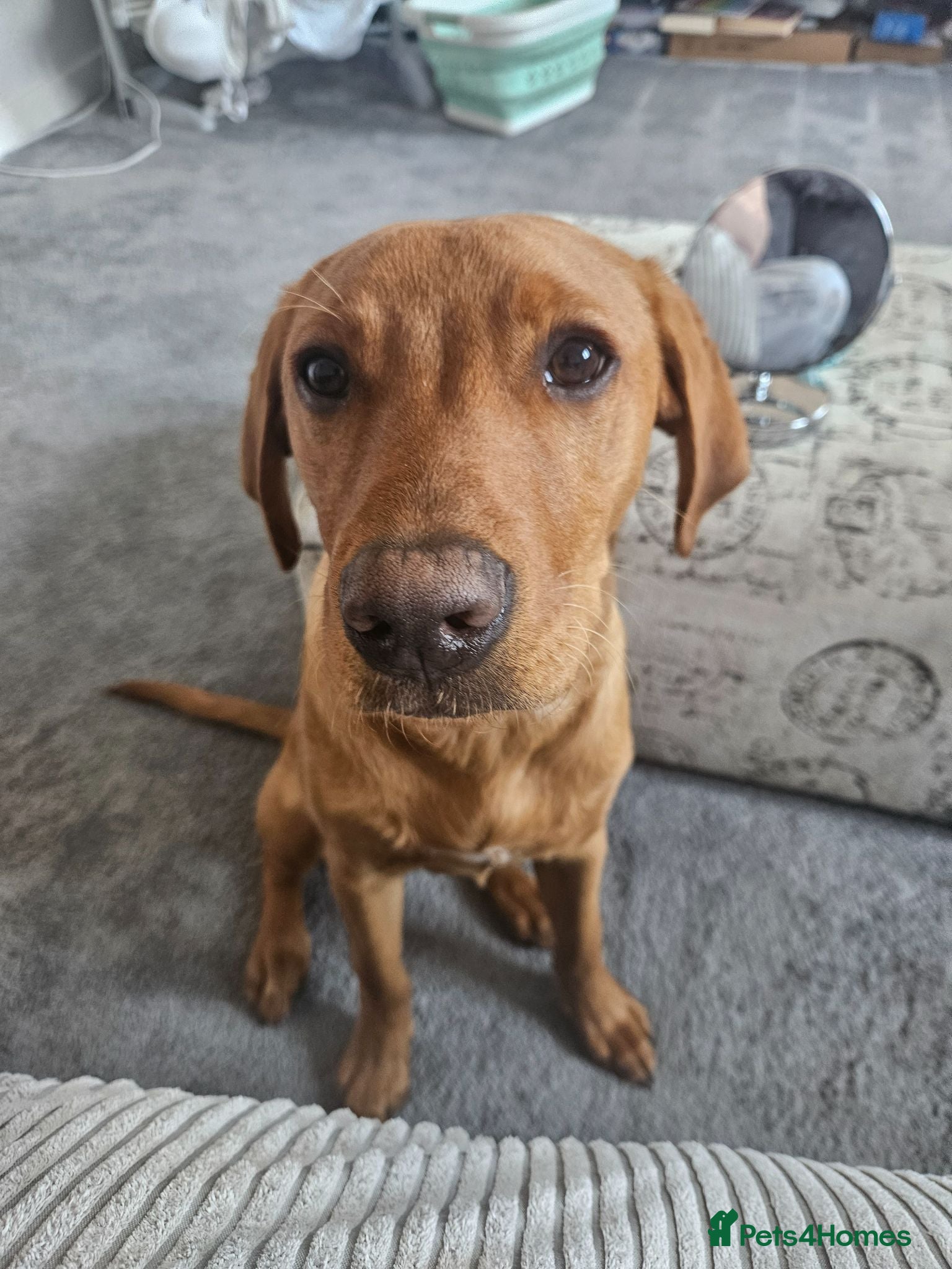 Labrador Retriever dogs 6 month old red fox labrador - Advert 15