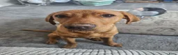 Labrador Retriever dogs for sale: 6 month old red fox labrador - Advert 3