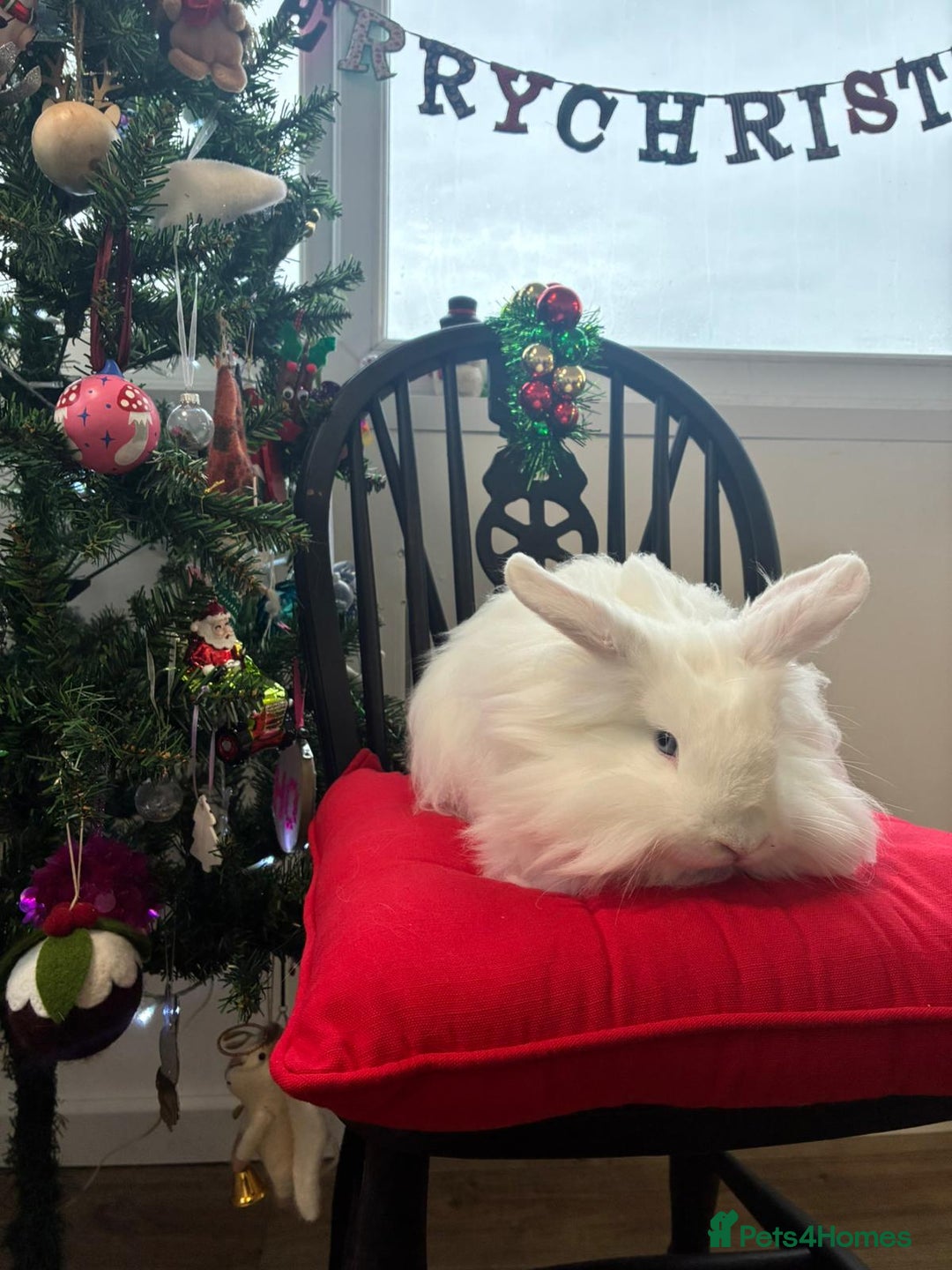 Angora rabbits for sale: Teddy widder male for sale  - Advert 2