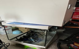 Axolotl reptiles for sale: Baby axolotl for sale - Image 7