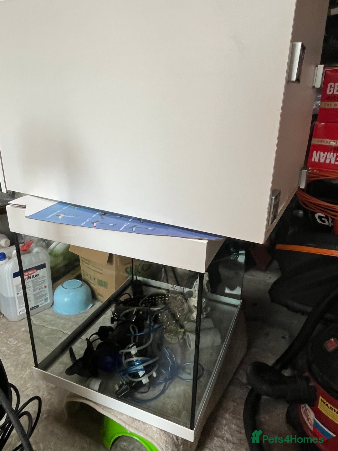 Axolotl reptiles for sale: Baby axolotl for sale - Image 7