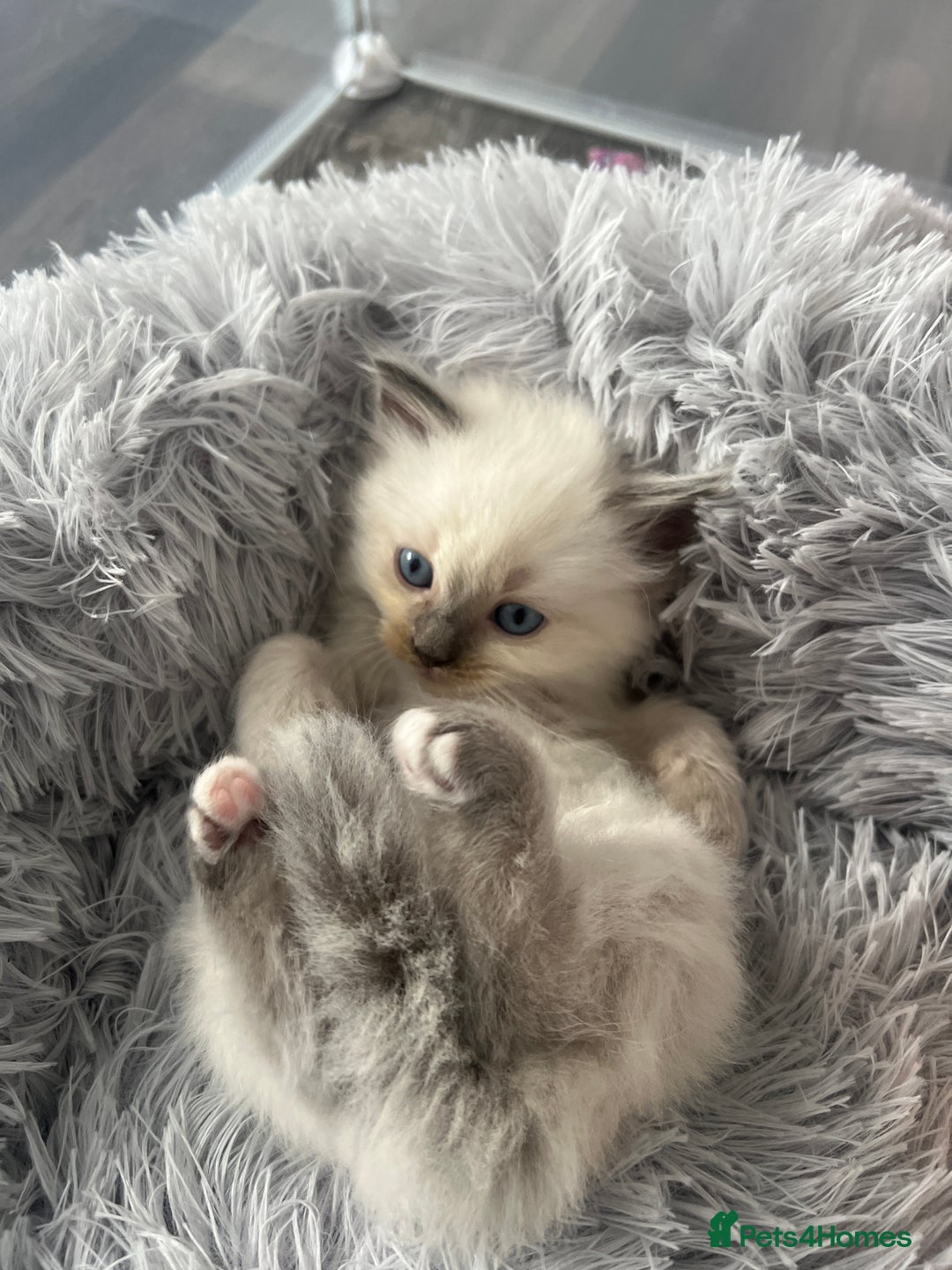 Ragdoll cats for sale: Blue colourpoint Ragdolls  - Image 14