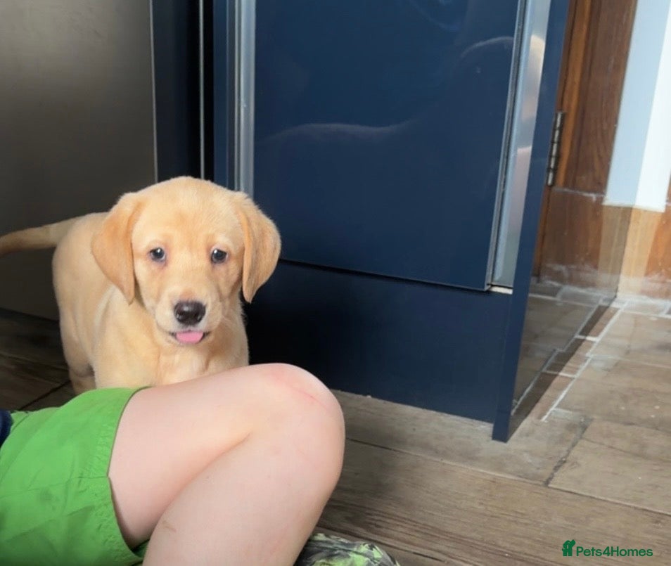 Labrador Retriever dogs Kc Reg Fox red Labradors - Advert 1