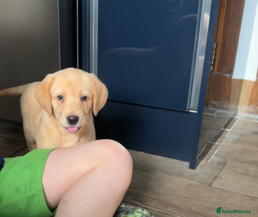 Labrador Retriever dogs for sale: Kc Reg Fox red Labradors - Advert 1