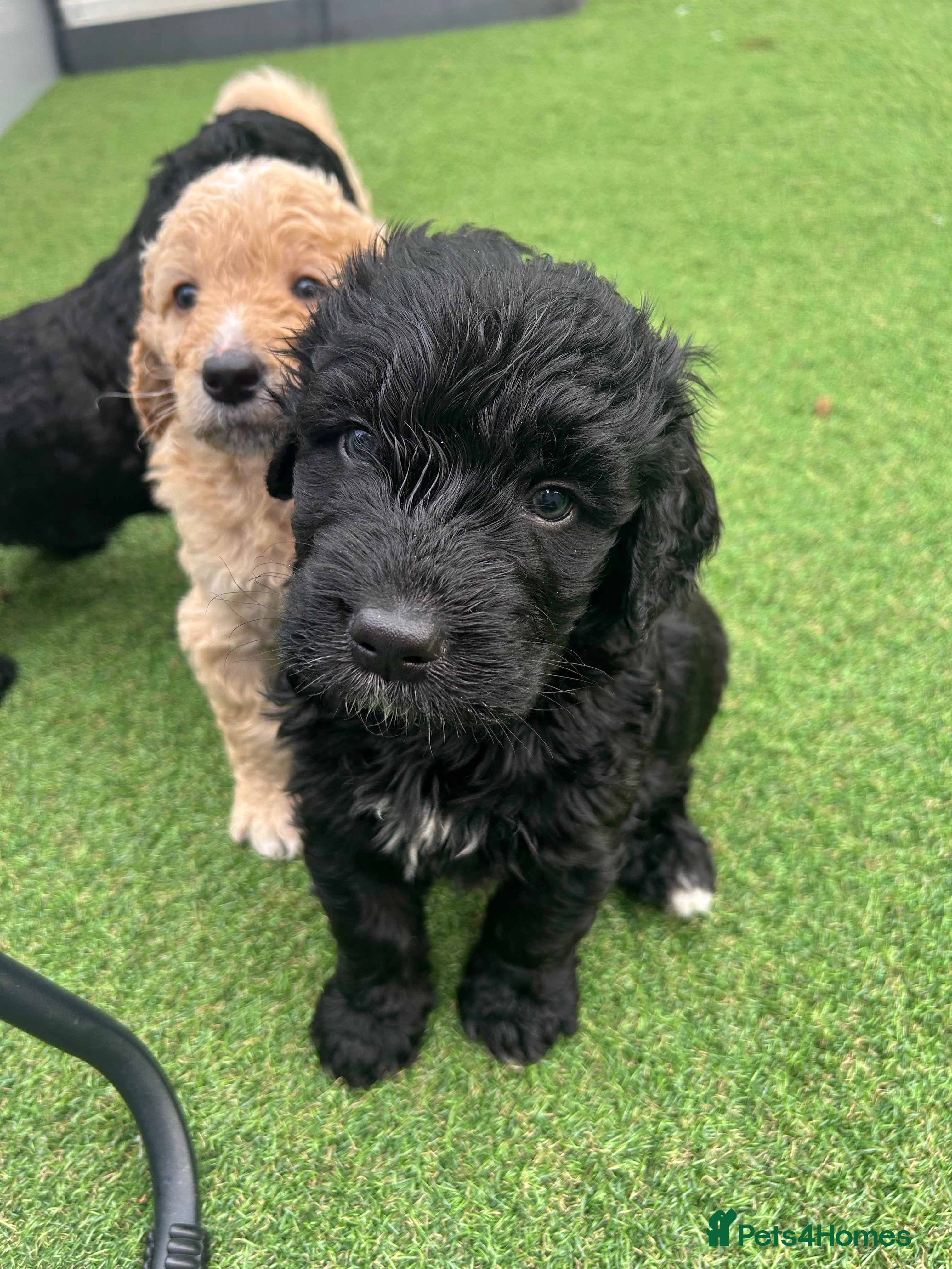 Bernedoodle dogs Bernedoodle puppies  - Advert 1