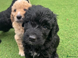 Bernedoodle dogs - Advert 12