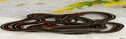 Garter Snake reptiles for sale: CB26 High Percentage Sanfrancisco Garter Snakes - Advert 5