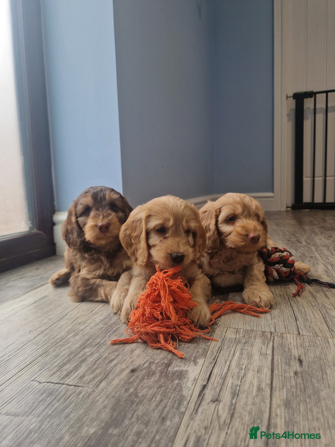 Cockapoo dogs for sale: Miniature cockapoo puppies - Image 4
