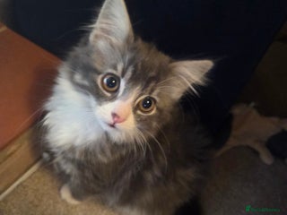 Siberian cats Adorable Siberian Kitten - Advert 2