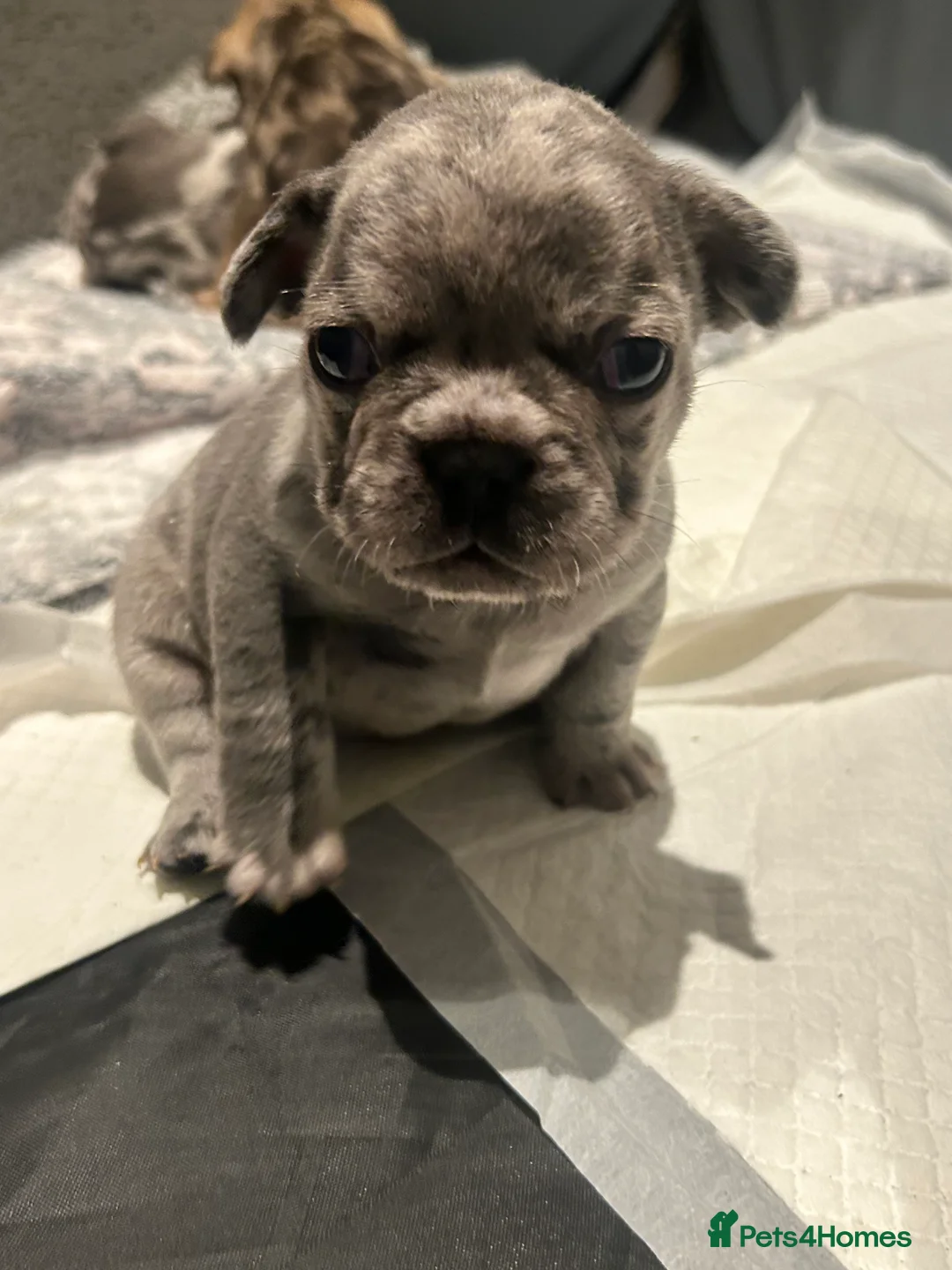 French Bulldog dogs for sale: SOLD. - Advert 4