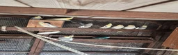Mixed Breed birds for sale: Birds  - Advert 8