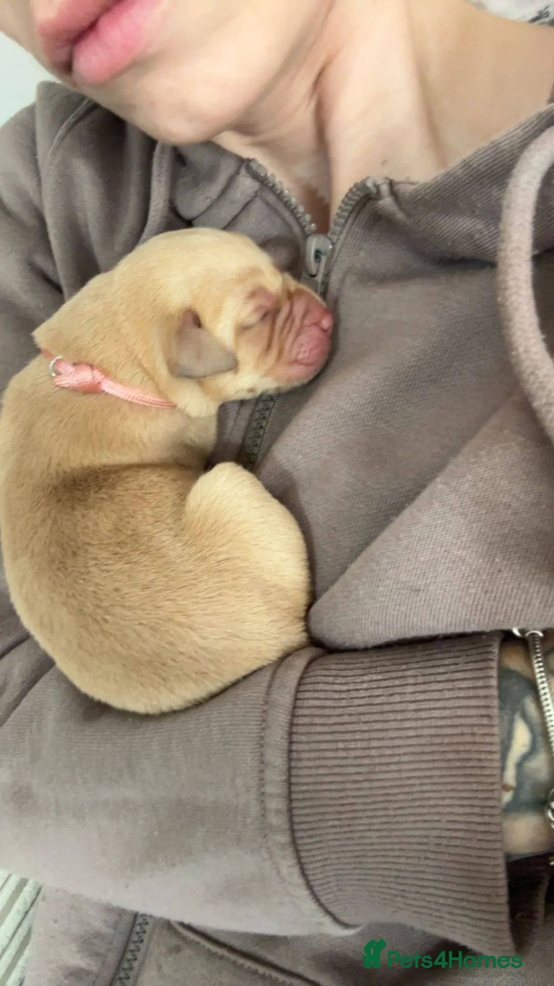 Labrador Retriever dogs for sale: Labrador puppies - Advert 2