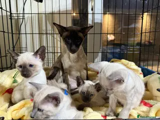 Siamese cats Siamese kittens - Advert 2