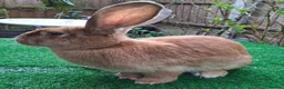 Continental Giant rabbits for sale: PURE Continental Giants VACCINATED 3 IN 1 RESERVE  - Advert 10