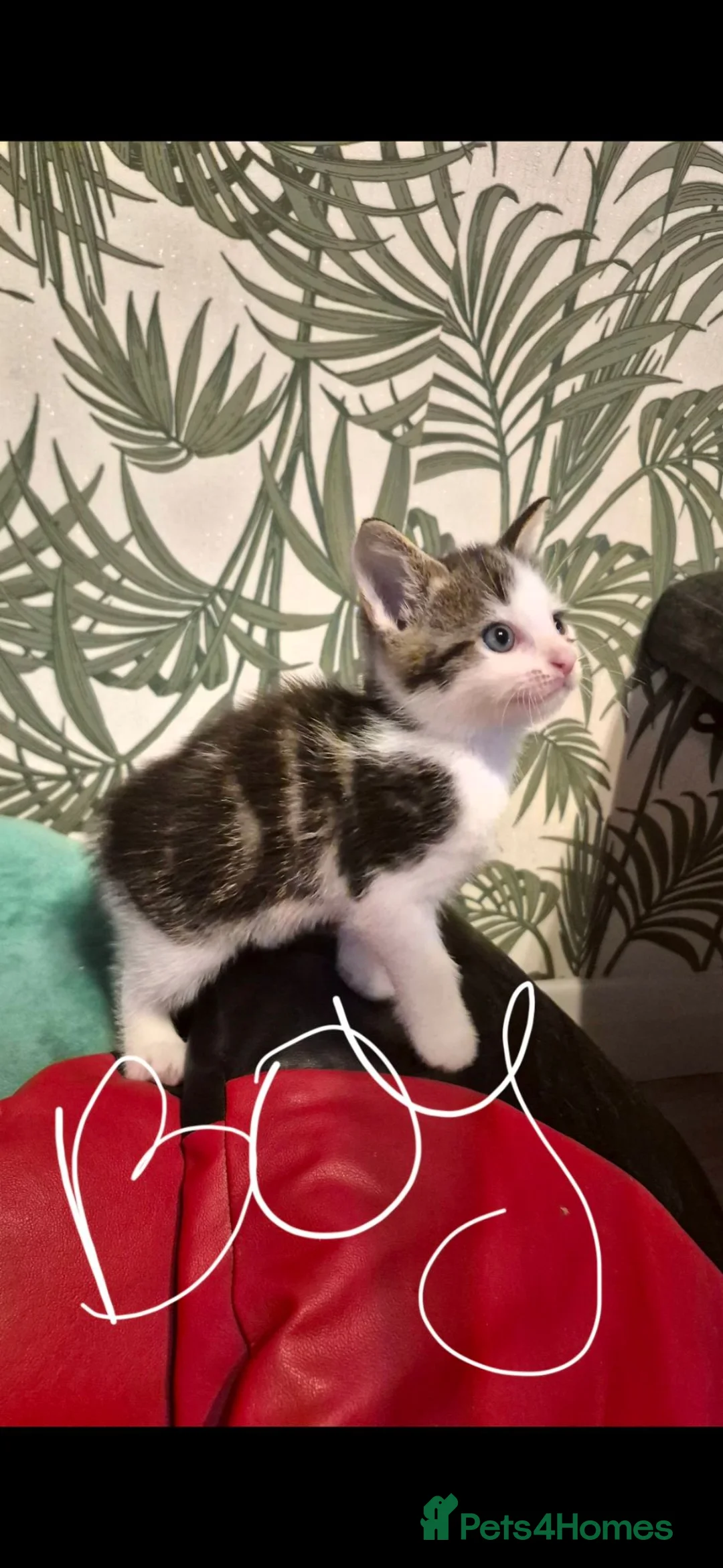 Mixed Breed cats for sale: Kittens - Advert 2
