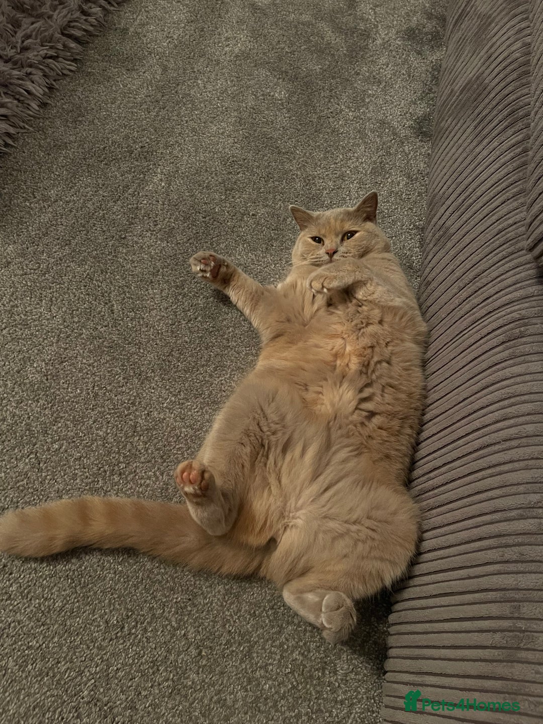 British Shorthair cats for sale: Beautiful British Shorthair - Advert 5