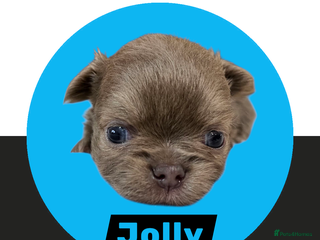 Chihuahua dogs Chihuahua - Amazing Fluffy boys - Advert 4