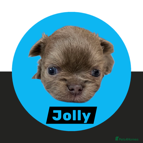 Chihuahua dogs Chihuahua - Amazing Fluffy boys - Advert 5