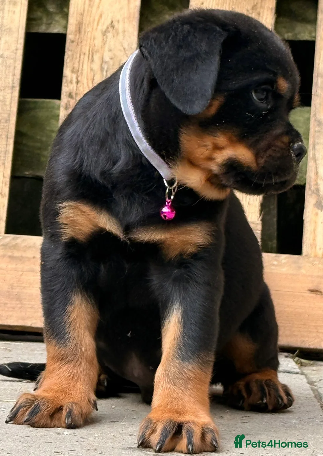 Rottweiler dogs for sale: Top quality kc pups for sale timitor X edelstein - Advert 3