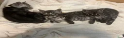 Bengal cats for sale: Rare Silver smoke Baby Bengals  in Stowmarket - Advert 14