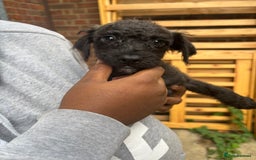 Mixed Breed dogs for sale: JACKAPOO PUPPIES READY TO GO! | TOYPOODLE MIX - Image 1