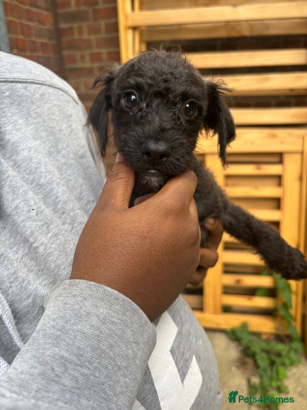 Mixed Breed dogs for sale: JACKAPOO PUPPIES READY TO GO! | TOYPOODLE MIX - Image 1
