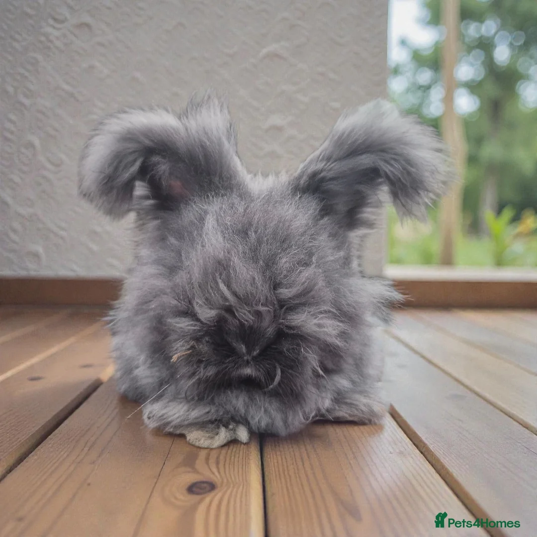 Angora rabbits for sale: 🖤 Black smoke boy-READY NOW- FULL FACED ANGORA 🖤 - Advert 1
