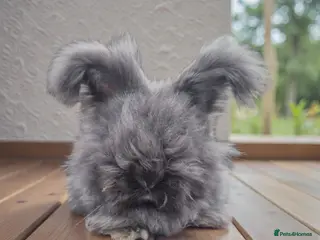 Angora rabbits 🖤 Black smoke boy-READY NOW- FULL FACED ANGORA 🖤 - Advert 18