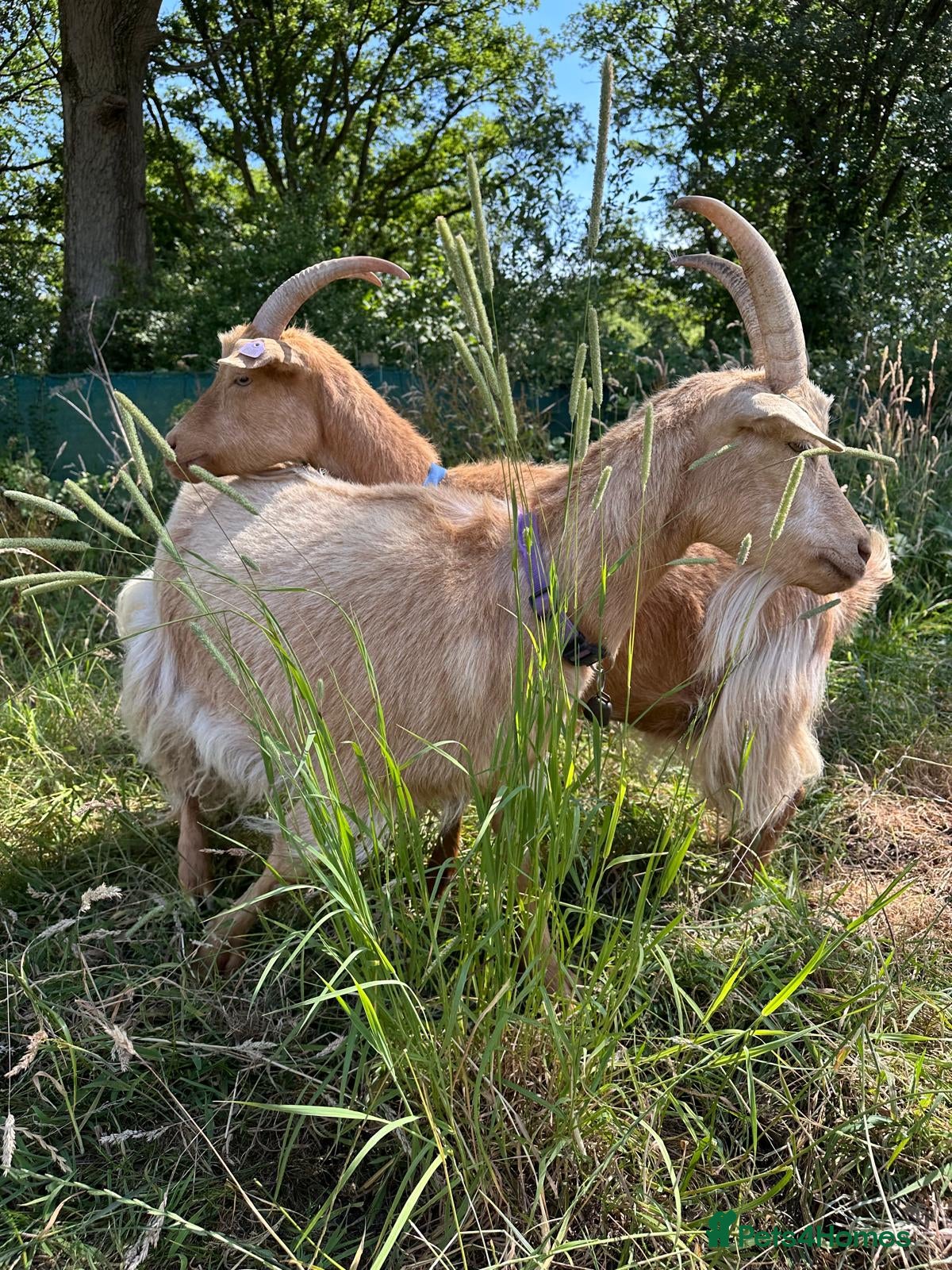 Goats livestock Registered Royal Guernsey Goats - Advert 2