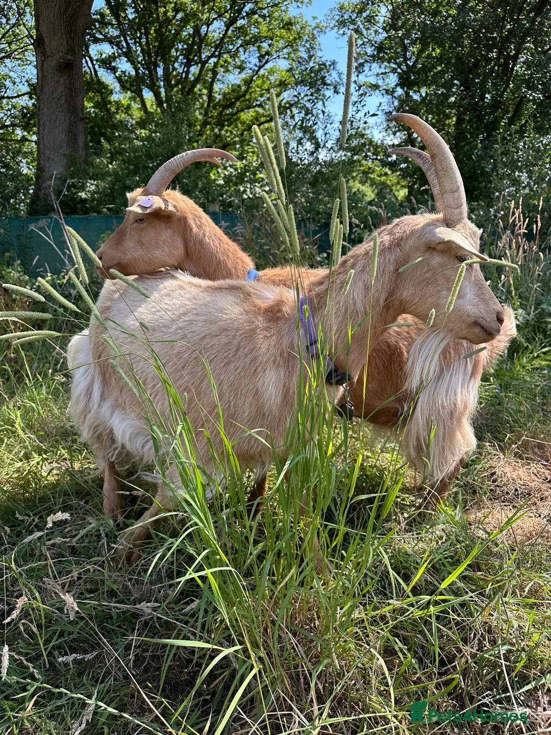 Goats livestock for sale: Registered Royal Guernsey Goats - Advert 2