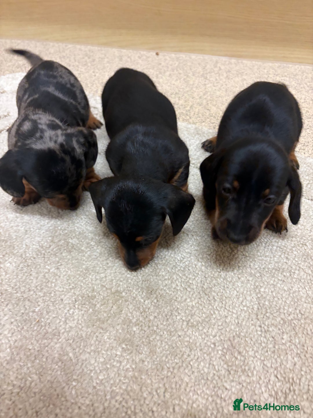 Dachshund dogs for sale: Dachshund ❤️ 1 male 1 female LEFT - Advert 6
