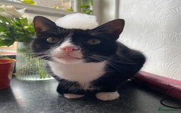 British Shorthair cats for sale: Two boys looking for a loving home - Image 4