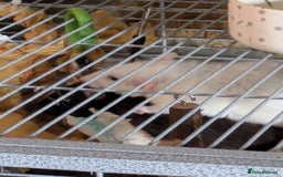 Rat rodents for sale: 2 Rats for rehoming - Image 5