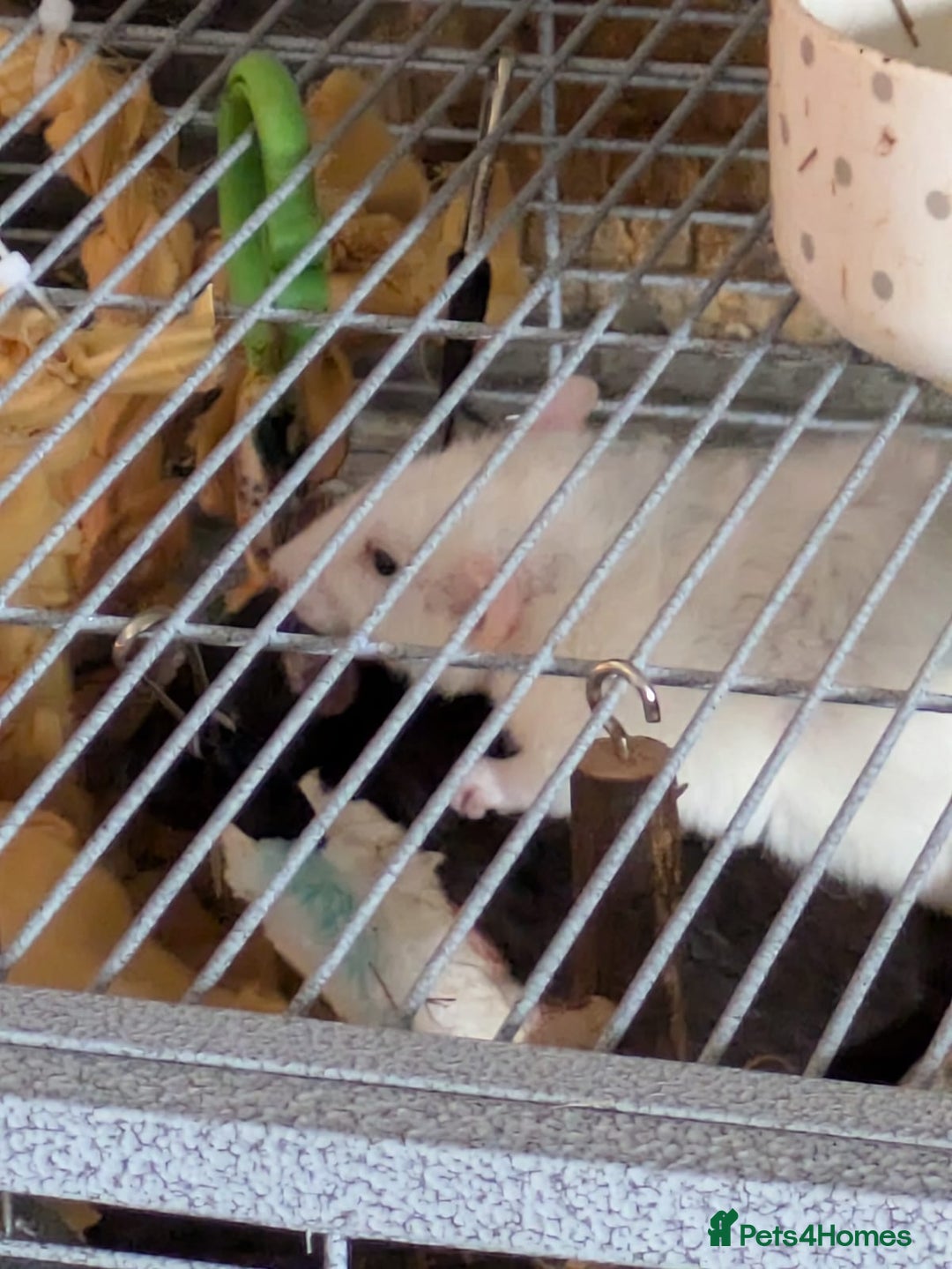 Rat rodents for sale: 2 Rats for rehoming - Image 5