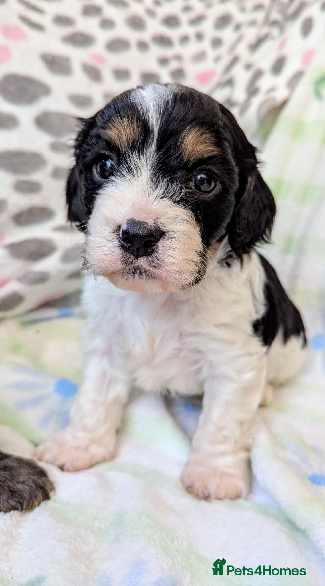 Cavapoo dogs Pretty CAVAPOO pups. Health tested parents - Advert 2