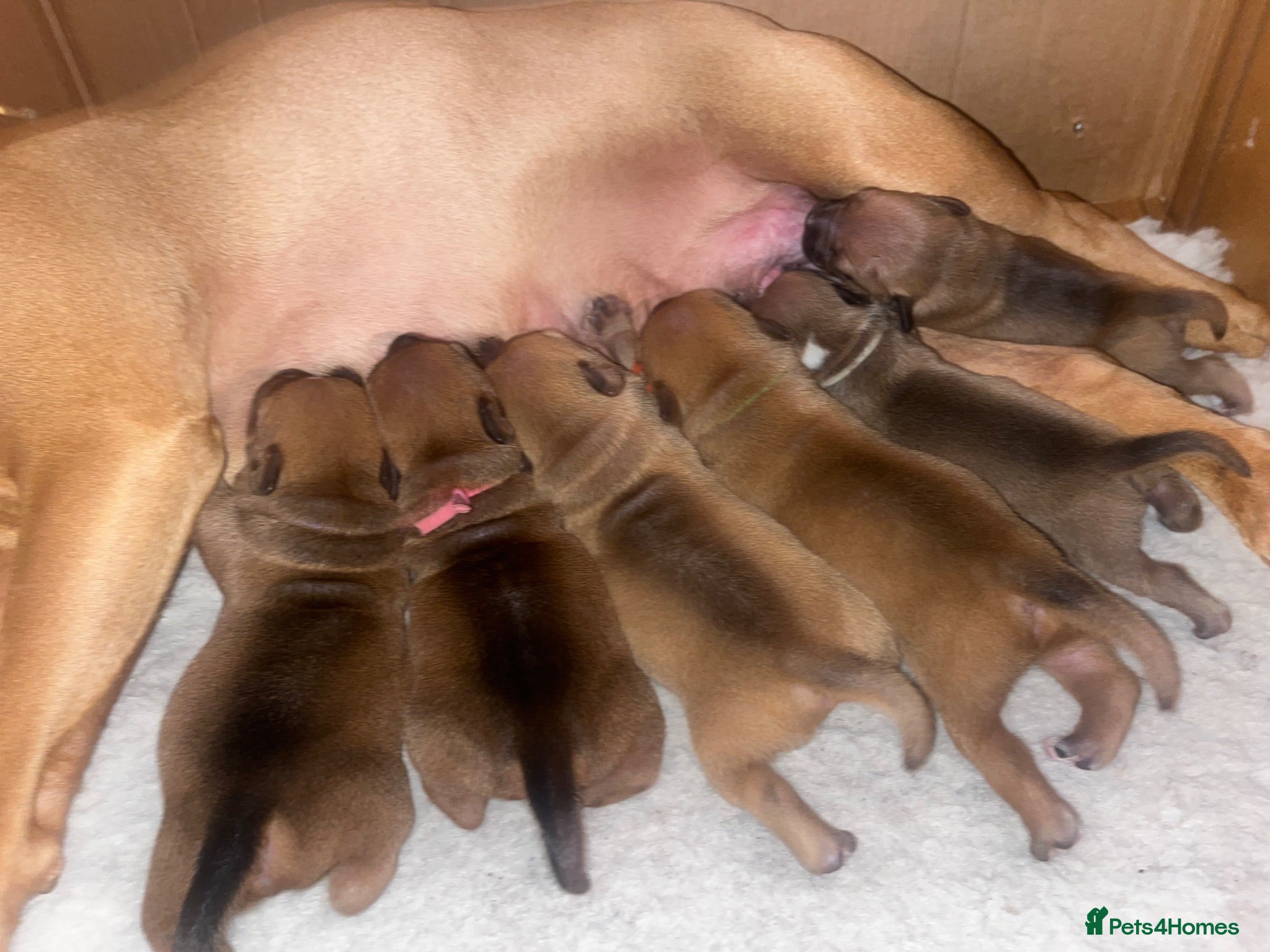 Staffordshire Bull Terrier dogs ❤️Beautiful red Staffordshire bull terrier puppies - Advert 1