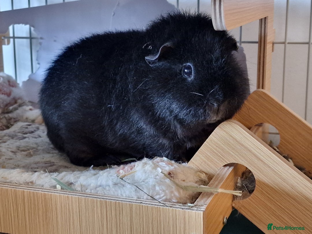 Guinea Pig rodents for sale: Bonded Rex Boar Brothers Arthur & Stanley - Advert 2
