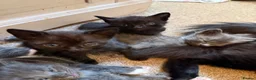 Mixed Breed cats for sale: Litter of 5 beautiful kittens  - Advert 2