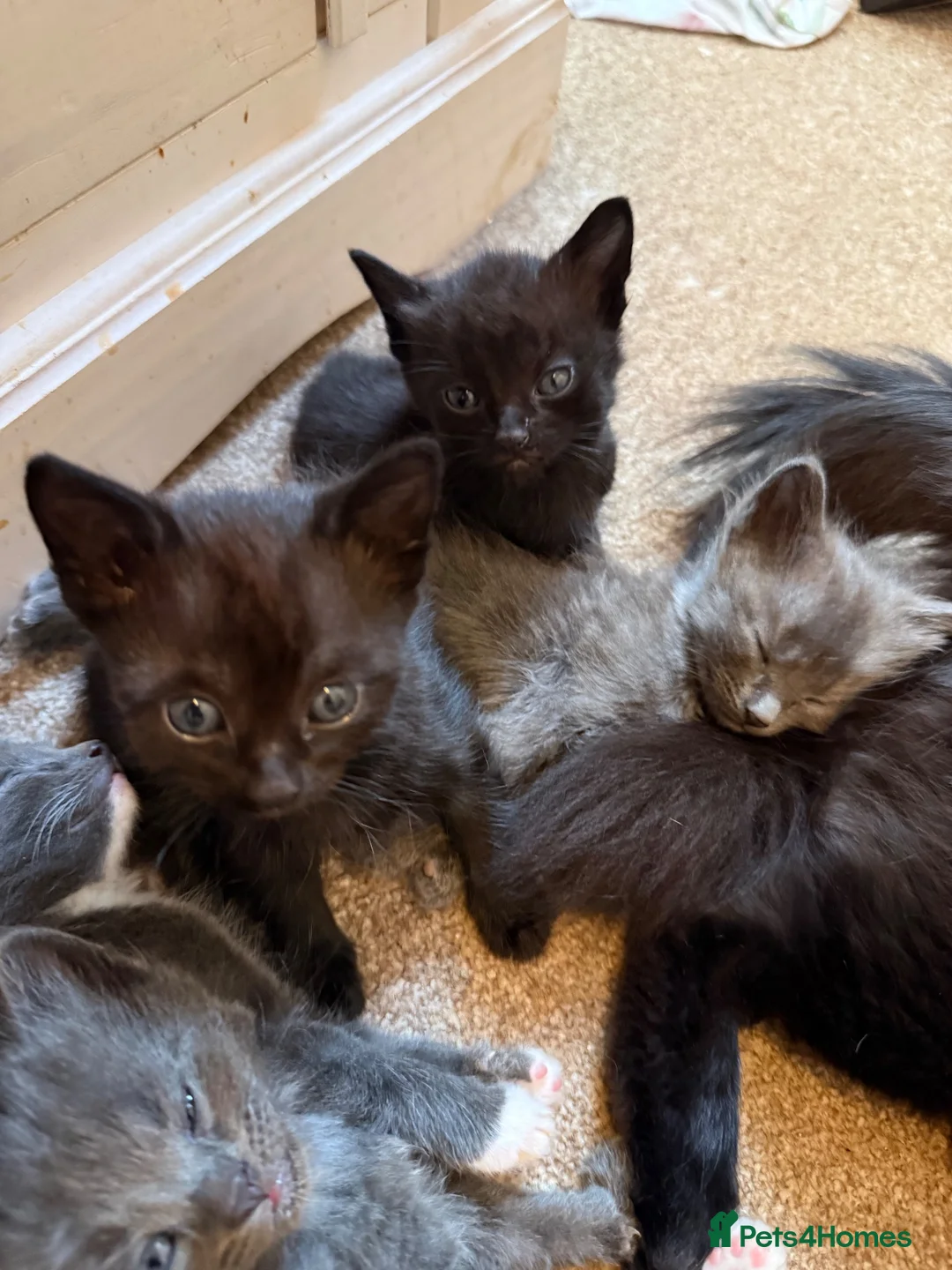 Mixed Breed cats for sale: Litter of 5 beautiful kittens  - Advert 2