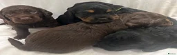 Cocker Spaniel dogs for sale: 🐾 GORGEOUS COCKER SPANIEL PUPPIES 🐾 - Advert 28