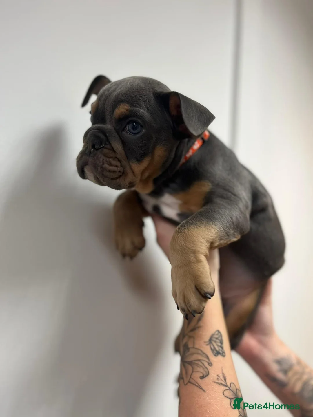 English Bulldog dogs for sale: 2 TOP QUALITY ENGLISH BULLDOG PUPPIES REMAINING  - Advert 10